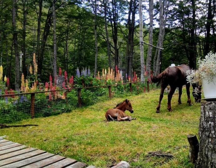 Bosque Holistico Del Fin Del Mundo Hotel Ushuaia Ngoại thất bức ảnh